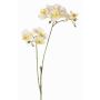 Rama de flor artificial de orquídea Phalaenopsis VILLANI, blanco-verde, 60cm, Ø3,5-5cm