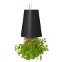 Colgante decorativo de menta LEVONT en maceta decorativa, verde, 19cm, Ø14cm
