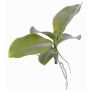 Hojas orquídea Phalaenopsis artificiales PRIMUS, raíz aérea, 19x34cm