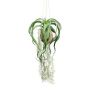 Maceta colgante de tillandsia GRISPU en coco, verde, 65 cm