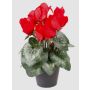 Ciclamen artificial HEIDI en maceta decorativa, rojo, 25cm, Ø5-8cm
