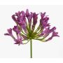 Agapanthus artificial PHILINA, violeta, 75cm, Ø14cm