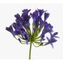 Agapanthus artificial PHILINA, lila, 75cm, Ø14cm