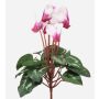 Ciclamen artificial VERIANA en varilla, blanco-rosa, 30 cm