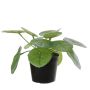 Planta china del dinero artificial BIRCAN, verde, 15cm
