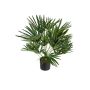 Palmera artificial de Washingtonia FEZA, 60cm