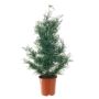 Árbol de cedro artificial ELIANE, verde, 90cm