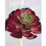 Falsa Echeveria elegans ULUWEHI, palo, rojo-verde, 17cm, Ø14cm