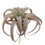 Planta decorativa de Tillandsia Xerographica KASTIEL, varilla, marrón-verde, 23cm