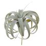 Planta decorativa de Tillandsia Xerographica KASTIEL, varilla, gris-verde, 23cm