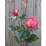 Rosa artificial CARUSA, fucsia, 80cm, Ø8cm