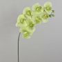 Rama de Phalaenopsis falsa AURELIA, crema-verde, 95cm, Ø10cm