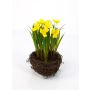 Narciso artificial TIZIANA en nido, amarillo, 20cm, Ø2-3cm
