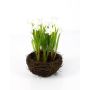 Narciso artificial TIZIANA en nido, blanco, 20cm, Ø2-3cm