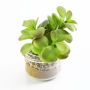Árbol jade artificial DARIA, recipiente de cristal, verde, 12cm, Ø9cm