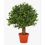 Árbol boj artificial TOM, tronco natural, verde, 35cm, Ø25cm