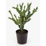 Euphorbia artificial TIKO, verde, 75cm