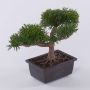 Bonsái artificial de cedro ALVARI en tiesto decorativo, 20cm