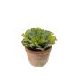 Rosa de alabastro artificial YASCHA, macetero terracota, verde, 15cm, Ø15cm
