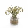 Tillandsia sintética RAJA, recipiente de cristal, verde-gris, 15cm, Ø15cm
