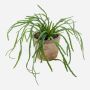 Rhipsalis artificial HADRIAN, macetero de terracota, verde, 35cm