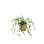 Rhipsalis artificial HADRIAN, macetero de terracota, verde, 35cm