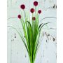 Eriophorum artificial PINTANA con panículas, rojo, 75cm