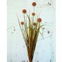 Eriophorum artificial PINTANA con panículas, varilla de ajuste, naranja, 75cm
