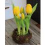 Tulipán LEANA en gran nido, amarillo, 25cm, Ø14cm