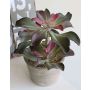Echeveria artificial SHAUNA en maceta decorativa, verde-morado, 25cm