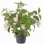 Arbusto fuchsia artificial THAYNARA, con flores, rosa pálido, 30cm, Ø5cm