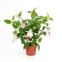 Arbusto fuchsia artificial THAYNARA, con flores, rosa palo, 30cm