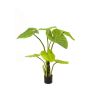 Alocasia Calidora SIANA, 7 hojas, 100cm