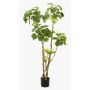 Polyscias planta artificial FILARO, tronco artificial, verde, 135cm