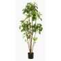 Polyscias planta artificial FILARO, tronco artificial, verde, 160cm