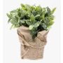 Salvia artificial VITUS, saco de yute, verde-blanco, 20cm, Ø22cm