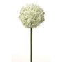 Flor de Allium artificial SAMARA, crema, 75cm, Ø12cm