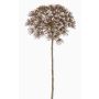 Flor Heracleum artificial ANSARI marrón, 80cm, Ø22cm