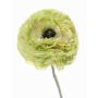 Ranúnculo artificial ALIMA, verde, 35cm, Ø8cm