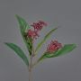 Rama de Skimmia japonica sintética EBONY, con flor, rojo, 35cm