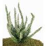 Erica artificial IMKE con vara de fijación, crema, 25cm, Ø1cm
