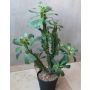Cactus artificial Euphorbia trigona BAILEY, maceta decorativa, verde, 65cm