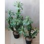 Cactus artificial Euphorbia trigona BAILEY, maceta decorativa, verde, 85cm