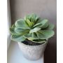 Echeveria artificial BLAKKUR en maceta de hormigón, verde, 35cm