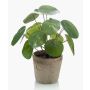 Pilea peperomioides artificial SYBIL en maceta de terracota, verde, 20cm