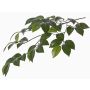 Ramita artificial de camelias RAVEN, verde, 70cm