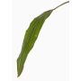 Hoja de Cordyline artificial ELARA, verde, 90cm