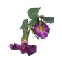 Trompetas de ángel artificial ALENIA, violeta, 65cm, Ø9-13cm