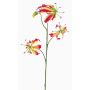 Gloriosa falsa TIANA, fucsia-amarillo, 85cm, Ø9-10cm