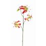 Gloriosa falsa TIANA, rosa-verde, 80cm, Ø8-15cm